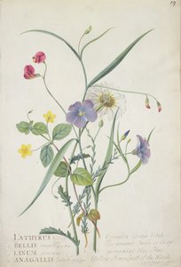 Lathyrus nissolia, Chrysanthemum leucanthemum, Linum perenne, Lysimackia nemorum, 1767 (grafit, wc és gouache, vellum)